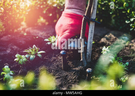 Garten arbeiten. Der Mann legt auf eine phantastische Pilz, Gärtner, gekleidet in den Hosen und Schuhe die Arbeit tun. Blick auf einen Mann Aussaat Sämlinge zu Boden. Stockfoto