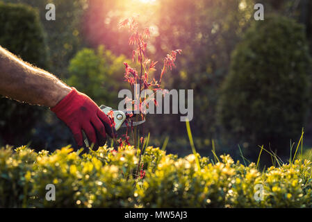 Garten arbeiten. Der Mann schneidet die Zweige der Sträucher und Bäume mit dem Baum-, Reb-, Gartenscheren, der Gärtner gekleidet in den Hosen und Schuhe macht die Arbeit. Stockfoto