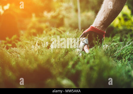 Der Mann arbeitet im Garten. Der Gärtner ordnet eine künstliche Ente auf die Büsche. Pflege für den Garten. Stockfoto