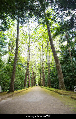 Wald Alameda Do gingko Blob Stockfoto