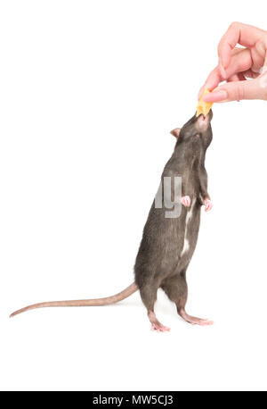 Frau Feeds die graue Ratte ein Stück Käse auf weißem Hintergrund Stockfoto