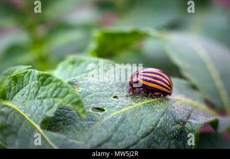 Colorado-Käfer frisst Blätter eine Kartoffel jung. Schädlinge vernichten eine Ernte im Feld. Parasiten in der Tierwelt und Landwirtschaft. Stockfoto