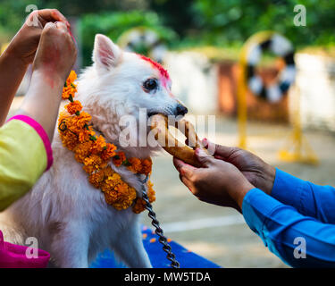 KATHMANDU, Nepal - Oktober 29, 2016: Nepal Polizei feiert Kukur Tihar (Hund Festival) am zentralen Polizei Hundeschule. Stockfoto