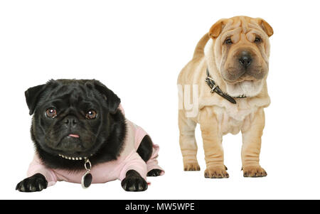 Kleine schwarze weibliche Mops Welpe Hund und beige fawn farbigen weiblichen Shar-Pei Welpen auf weißem Hintergrund an Kamera suchen isoliert Stockfoto