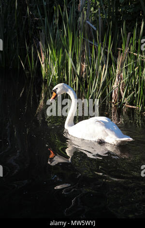 Ein Schwan macht seinen Weg auf dem Fluss Wylye in der Nähe von Wilton in Wiltshire England, an einem Sommerabend im Jahr 2018 Stockfoto