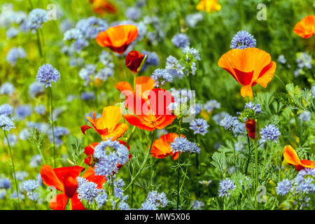 Eschschscholzia californica - kalifornischer Mohn, gemischte Blüten für einjährige Gärten Globe Gilia, die zusammen blüht Stockfoto