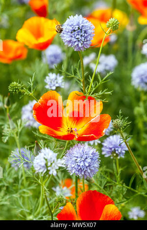 Kalifornischer Mohn, Eschscholzia californica, Gilia, gemischte Blumen Stockfoto