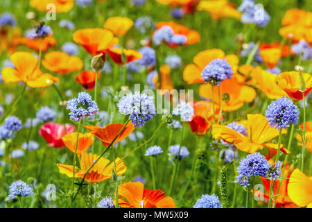 Eschscholzia californica - Kalifornischer Mohn, Globus, gilia Gilia leptantha Stockfoto