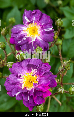 Rosa 'Veilchenblau', Rambling Rose, Blumen Stockfoto