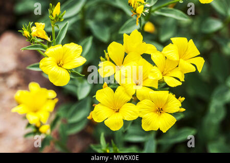 Linum campanulatum - Gelb Flachs Stockfoto