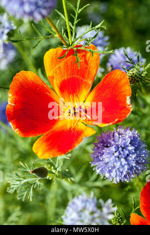 Eschscholzia californica Stockfoto