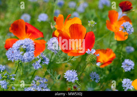 Eschschscholzia californica - kalifornischer Mohn, Globe gilia Stockfoto