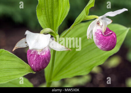 Frauenschuh Cypripedium reginae Stockfoto