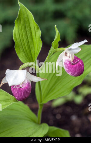 Frauenschuh Cypripedium reginae Stockfoto