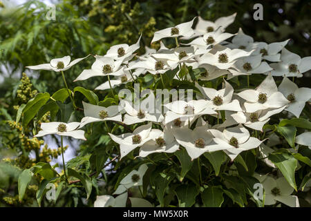 Hartriegel, Cornus kousa "Milchstraße" Stockfoto