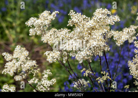 Filipendula vulgaris Plena, Dropwort krautig winterhart Stockfoto