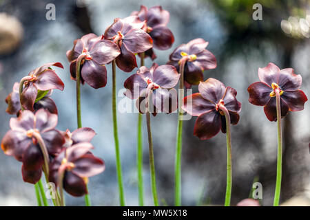 Sarracenia purpurea, Lila Kannenpflanze Stockfoto