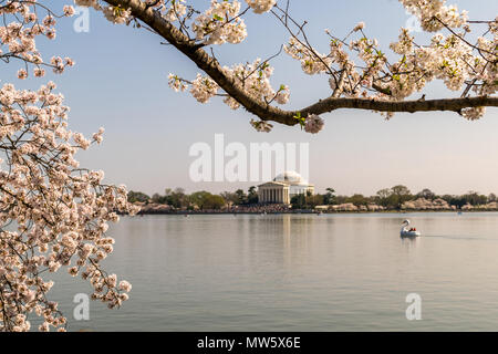 DC Cherry Blossom Festival Stockfoto