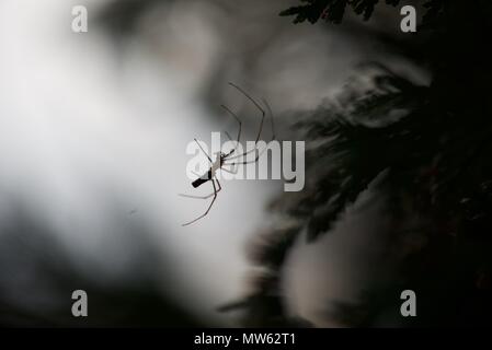 Stretch Spinne (tetragnathidae): Ein einzelner Strecken, oder lange Backen Orb Weaver Spider auf seiner Web Stockfoto