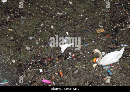 Ein Schwan schwimmt und Feeds unter den Abfall und Umweltverschmutzung geworfen in die Themse in London Limehouse Stockfoto