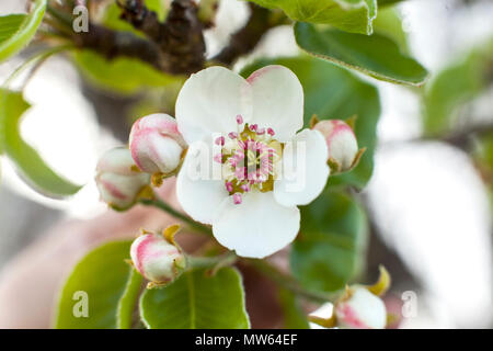 Detailansicht der Apfelbaum Blüte. Stockfoto