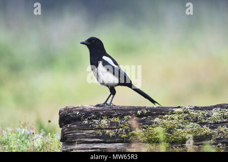 Gemeinsame magpie (Pica Pica) auf einem Baumstamm gehockt Stockfoto