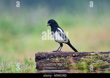 Gemeinsame magpie (Pica Pica) auf einem Baumstamm gehockt Stockfoto