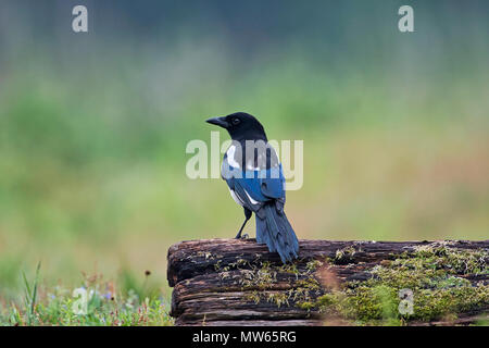 Gemeinsame magpie (Pica Pica) auf einem Baumstamm gehockt Stockfoto