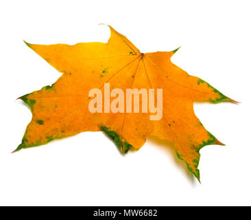 Gelb Herbst maple leaf auf weißem Hintergrund. Nahaufnahme. Stockfoto