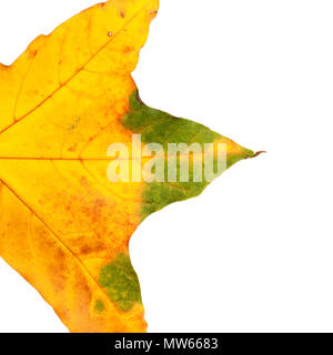 Teil des Herbstes vergilbten Maple Leaf. Auf weissem Hintergrund. Stockfoto