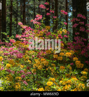 Atzaleas Blüte im Rhododendronpark in Helsinki Stockfoto