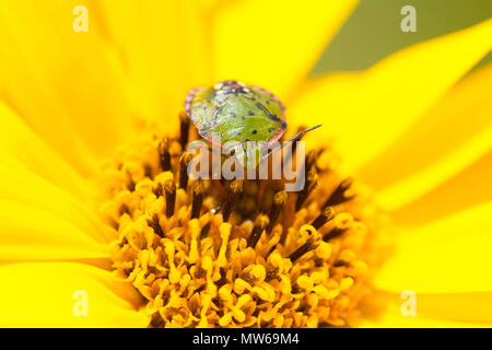 Shield Bug auf Jerusalem Artischocke Blume Stockfoto