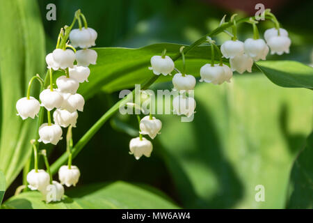 Die verführerische glockenförmigen Blüten von Maiglöckchen Stockfoto