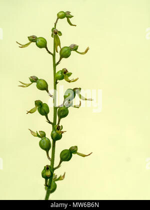 Wild Orchid. Common twayblade, Neottia ovata. Stockfoto