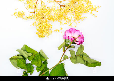 Holunder und rosa Rosen für ikebanas, Produktion und Landwirtschaft getrocknet Stockfoto