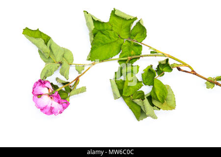 Rosa getrocknete Rosen auf einem weißen Hintergrund, Produktion und in der Landwirtschaft Stockfoto