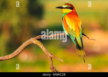 Rainbow Vogel auf einem schönen Zweig in die warmen Strahlen der Sonne, die Tier- und Pflanzenwelt und die wechselnden Jahreszeiten Stockfoto