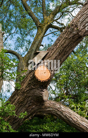 Eine Fledermaus Kasten in einem Baum Stockfoto