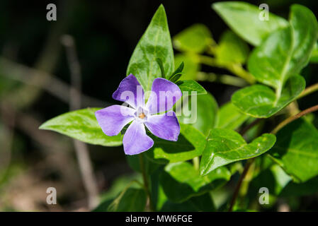 Eine größere Immergrün (Vinca major) in Blume Stockfoto