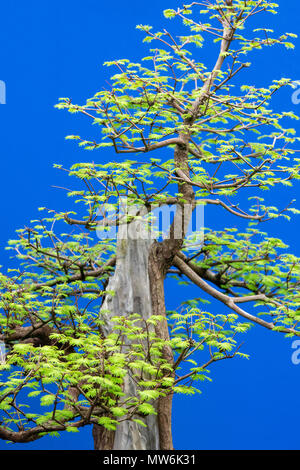 Metasequoia glyptostroboides. Dawn redwood Bonsai Baum vor einem blauen Hintergrund auf Anzeige an eine Blume zeigen. Großbritannien Stockfoto