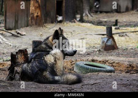 Kreuz zwischen einem Wolf Canis lupus tundrarum und ein Alaska Malamute. Zucht Zwinger für Wölfe und Wolf - Hund Mischling. Stockfoto