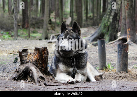 Kreuz zwischen einem Wolf Canis lupus tundrarum und ein Alaska Malamute. Zucht Zwinger für Wölfe und Wolf - Hund Mischling. Stockfoto