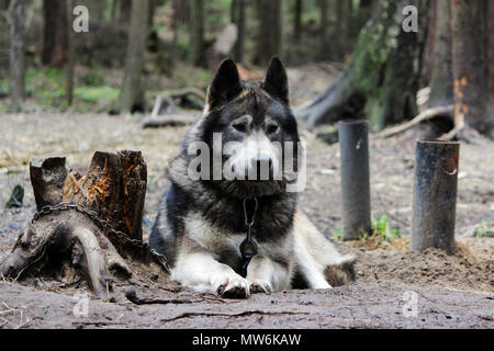 Kreuz zwischen einem Wolf Canis lupus tundrarum und ein Alaska Malamute. Zucht Zwinger für Wölfe und Wolf - Hund Mischling. Stockfoto