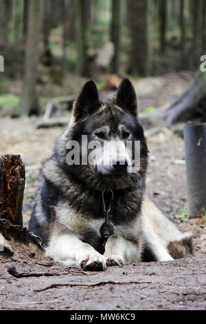 Kreuz zwischen einem Wolf Canis lupus tundrarum und ein Alaska Malamute. Zucht Zwinger für Wölfe und Wolf - Hund Mischling. Stockfoto