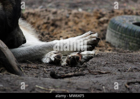 Kreuz zwischen einem Wolf Canis lupus tundrarum und ein Alaska Malamute. Zucht Zwinger für Wölfe und Wolf - Hund Mischling. ausgestreckten Pfoten close-up Stockfoto