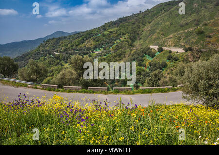 Wildblumen im April gegenüber der Straße 183, Nationalpark Aspromonte, in der Nähe von San Lorenzo, Kalabrien, Italien Stockfoto