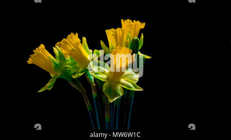 Gelbe Narzissen Blumen auf schwarzem Hintergrund Stockfoto