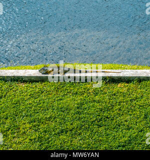 Urban iguana in Fort Lauderdale, Florida, USA. Stockfoto