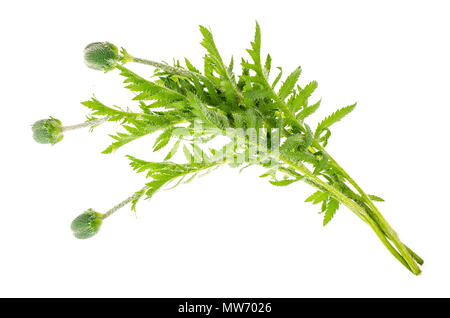 Grüne Stiele und unblown poppy Knospen. Studio Foto Stockfoto