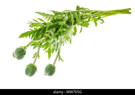 Grüne Stiele und unblown poppy Knospen. Studio Foto Stockfoto